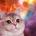 Cat ponders the immensity of space and time yet to be conquered. via Cats In Space on Tumblr