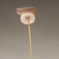 DARPA dandelion shows off ultra light materials created by Dr Julia Greer