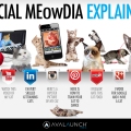Kittens explain social media, they explain everything.